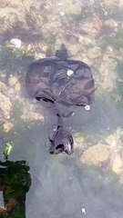 La drôle de découverte d'un pêcheur à pied à Piriac