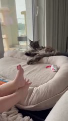 UNBELIEVABLE! Baby vs. Cat: Who’s Louder? The Reaction Says It All! 🔊🐱👶#shorts #funny #funnycats #viralcats