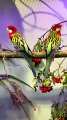Our goal_ www.deinpapagei.com Making Birdfood great again and showing how cool it can be having a hobby like this -- let us know in the comments of you own birds and how many ---- _yourparrot _parrots _deinpapagei _papegaai _papagallo _loros