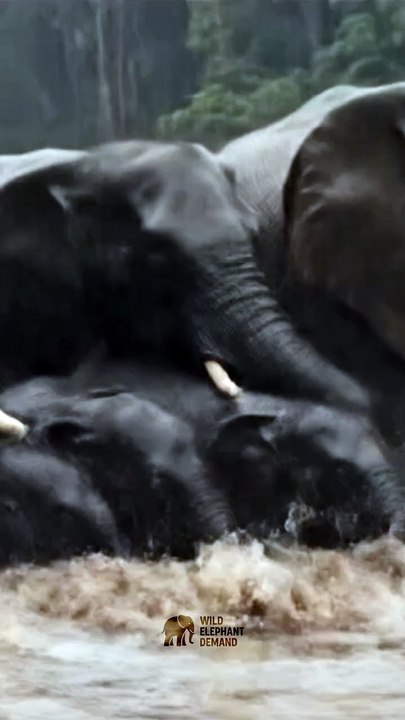 #Elephant #EpicWildlife #AnimalSurvival #UntamedNature #WildEncounters 2#P31