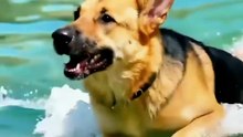 Tears burst forth! Owner falls into water, three German Shepherds leap into the lake for a life-and-death rescue.