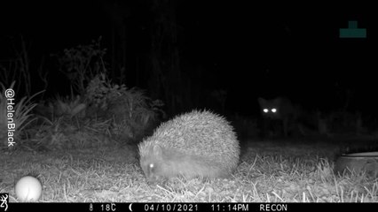 Fox Attacks Hedgehog in Garden Drama