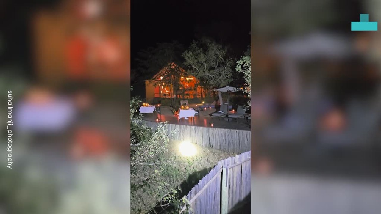 Lions Wander Into Camp