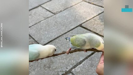 Cute Bird Falls After Branch Snaps
