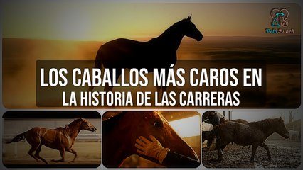 Los Caballos de Carreras MÁS CAROS de la Historia