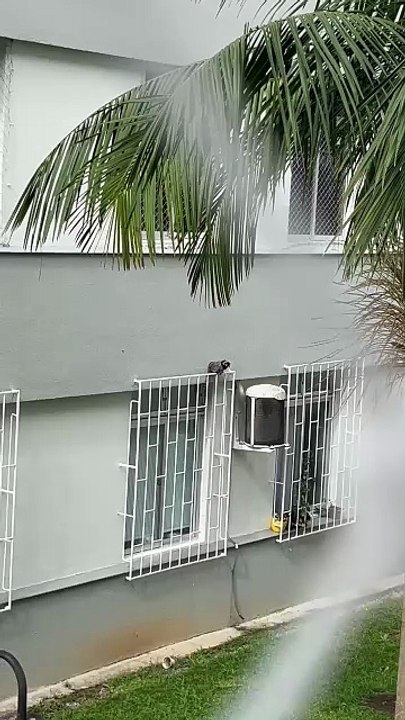 Sagui invade condomínio em Florianópolis, come banana de moradora e assusta vizinhos; VÍDEO