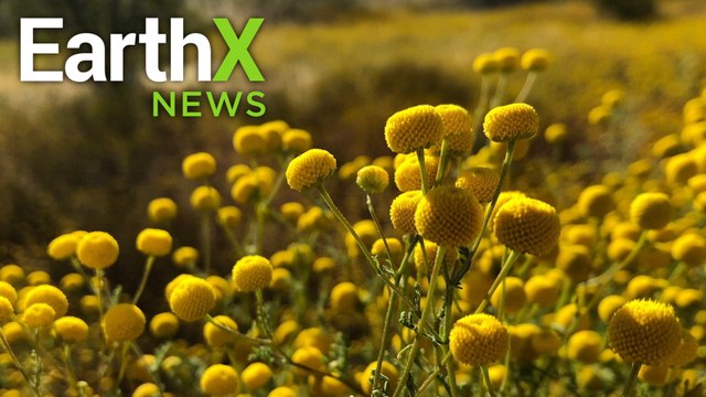 Stinky Weed Shuts Down Picnic Area | EarthxNews Full Episode