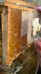 Alat canggih panen madu, Uncapping Otomatis