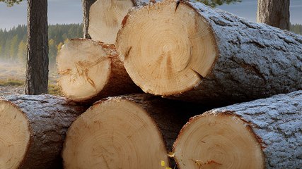 Explainer: जंगलों को काटना कितना खतरनाक?