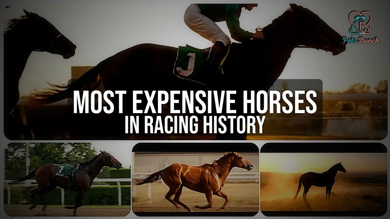 The Million-Dollar Thoroughbreds: Most Expensive Horses in Racing History