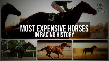 The Million-Dollar Thoroughbreds: Most Expensive Horses in Racing History