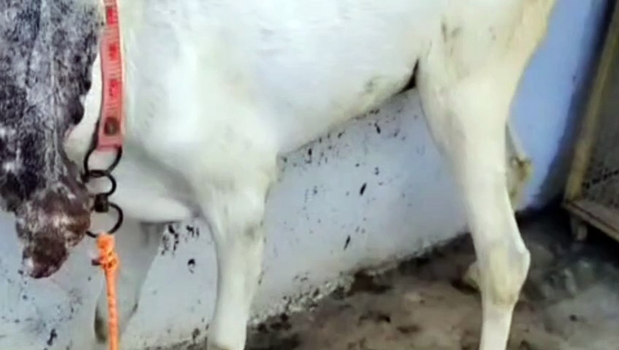 Rajanpuri Goat and Nagra Cross Goat
