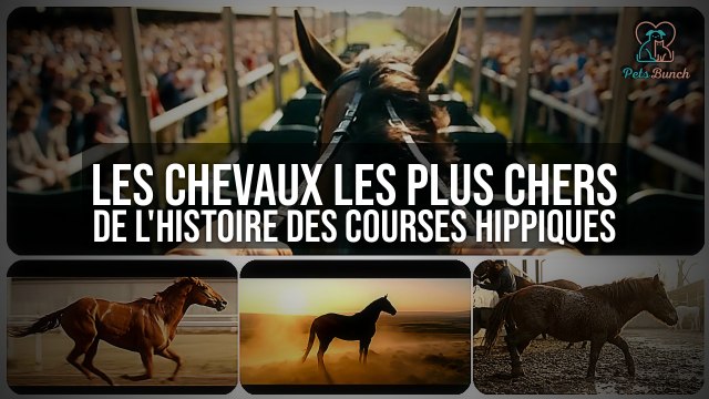 Prix Records : Les Chevaux les Plus Chers de l'Histoire des Courses Hippiques