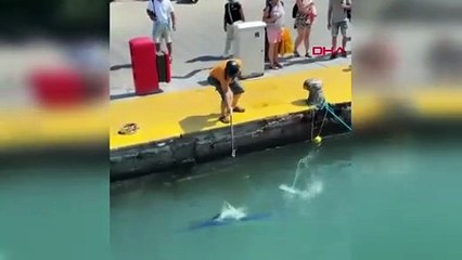 Nesli tehlike altındaki denizlerin en hızlı canlısı zıpkınla vuruldu!