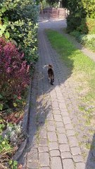 What Is She Really Up To? 🌿🐾#shorts #funnycats #funny #cute #viralcats #fyp