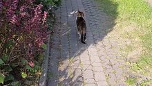 What Is She Really Up To? 🌿🐾#shorts #funnycats #funny #cute #viralcats #fyp