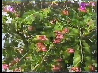 Pinklon Thomas vs Trevor Berbick- HBO 3-23-86