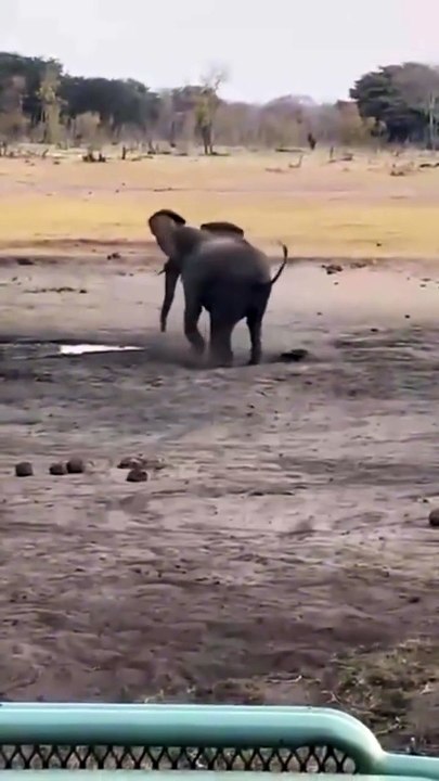 Honey badger attacks elephant