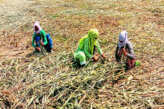 मौसम: फिर छाए बादल, किसानों की बढ़ी चिंता, समेट रहे फसल... देखें वीडियो ...