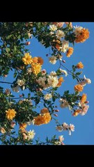 Blooming where no one looks