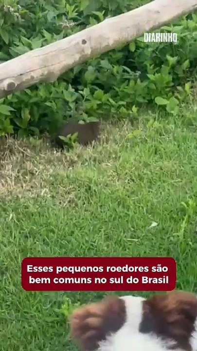 Porquinhos-da-índia vivendo “frente-mar” na praia Brava?