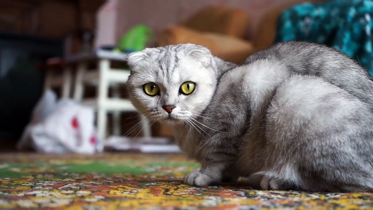 Os animais mais fofos do mundo N•377