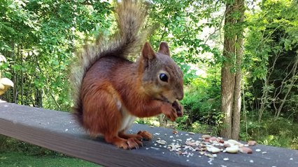 Red Squirrel Eating Peanuts in the Backyard