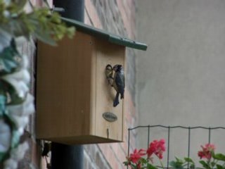 Premier envol d'une jeune mésange bleue