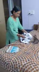 Kitten Refuses to Let Woman Do Household Chores