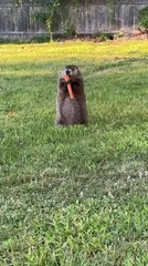 Little Beaver Munching on Carrot