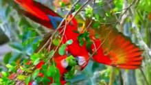 WILD BIRDS