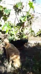 Mediodía con los peludos (perritos y gatito) - 10/09/2025