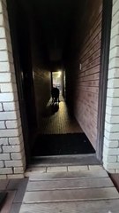 Kangaroo diaries only in Australia 🇦🇺