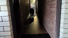 Kangaroo diaries only in Australia 🇦🇺