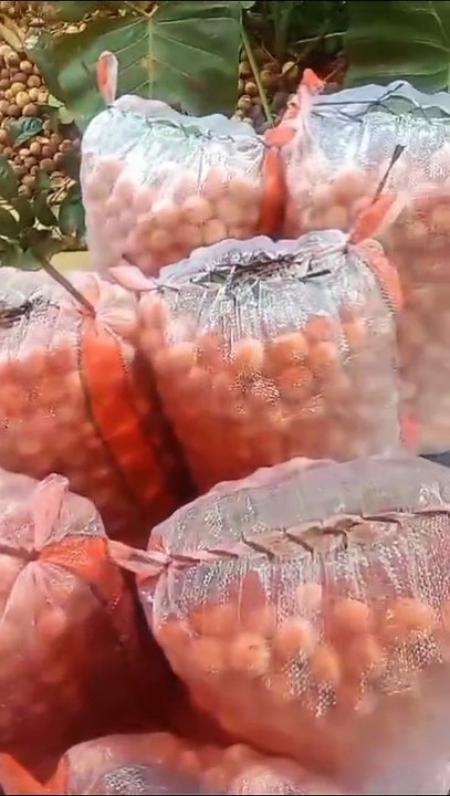 Fruit