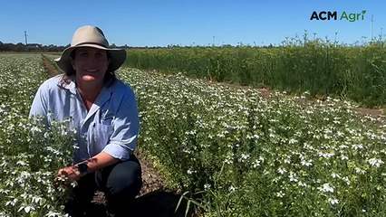 Spicy new crop options for farmers in northern Australia