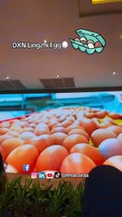 DXN Lingzhi Egg 🥚