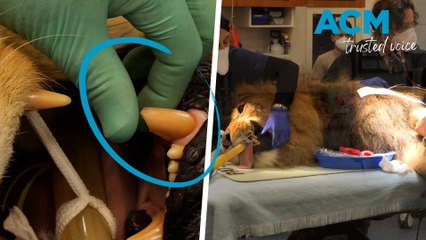 Team of vet nurses needed to lift 175kg lion onto operating table