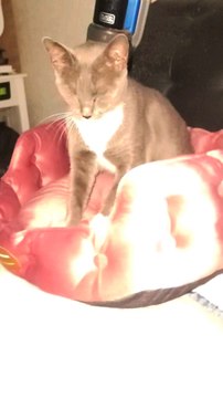 This grey cats named Little Mother. She was one of the ferals that I was feeding and tamed. One day she brought kittens and I took her and all her kittens inside. Her kittens got amazing forever homes and she ended up mine with Big Brother