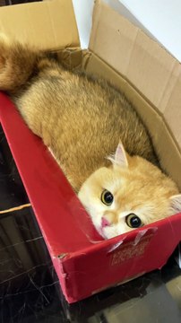 “Evil Golden Shaded Cat?! 😼” | Funny Pet Daily Vlog