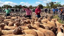 Murray Bridge off-shear ewe and wether lamb sale