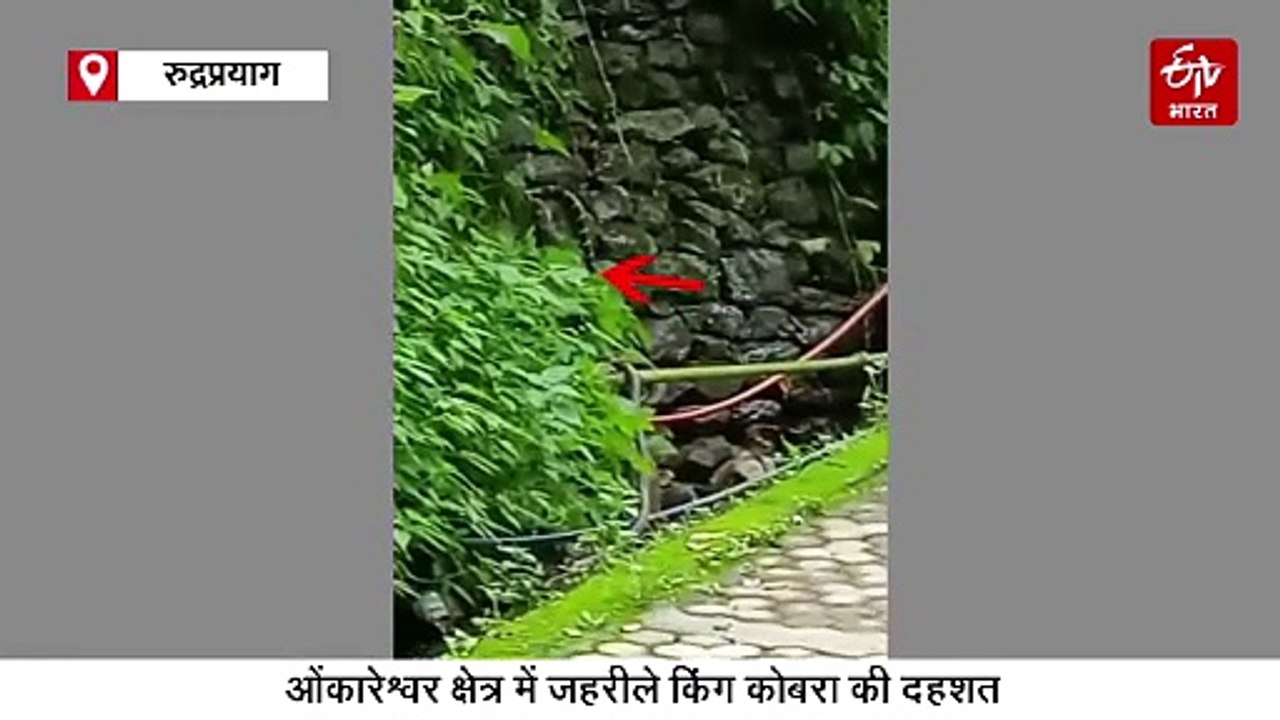 भगवान शिव के शीतकालीन प्रवास स्थल में आया 14 फीट लंबा किंग कोबरा, देखिए वीडियो