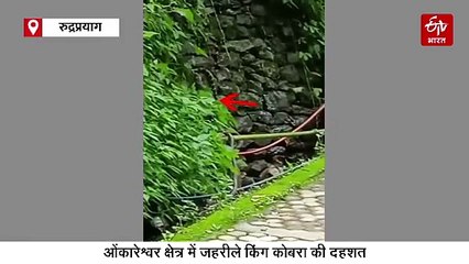 भगवान शिव के शीतकालीन प्रवास स्थल में आया 14 फीट लंबा किंग कोबरा, देखिए वीडियो