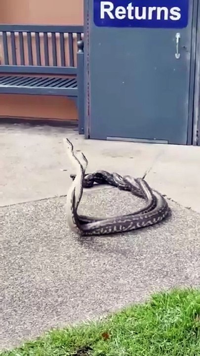 ​#Snakes on a Roof A Mating Display Down Under