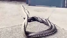 ​#Snakes on a Roof A Mating Display Down Under