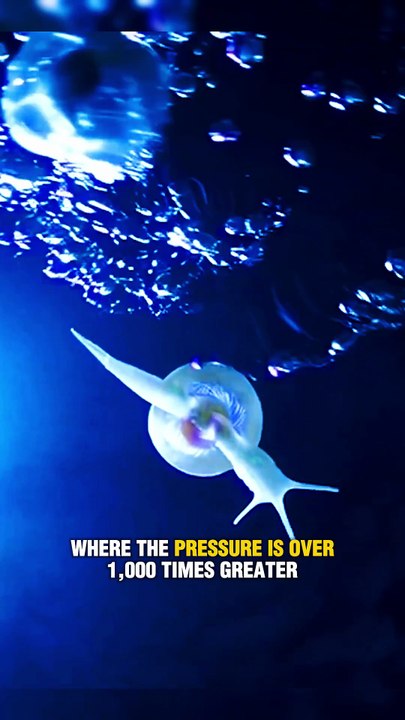 The Deep Sea Snailfish Holds The Record for the Deepest living fish?