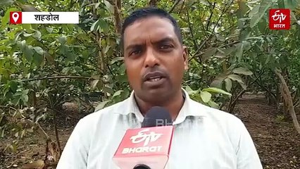 गौमूत्र और 5 पेड़ों की पत्तियों से बना लीजिए ब्रह्मास्त्र, कीटों का हो जाएगा काम तमाम