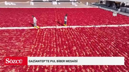 Gaziantep’te pul biber mesaisi
