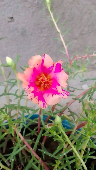 Beautiful flowers 💐😍