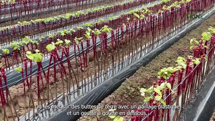 1 an chez mon pépiniériste - Stratification des plants, plantation et entretien de la pépinière - Vidéo 3/4